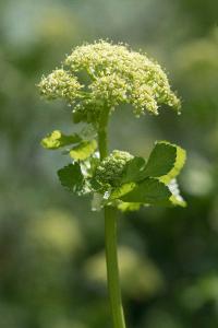 <i>Smyrnium olusatrum</i>