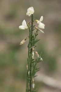 <i>Cytisus multiflorus</i>
