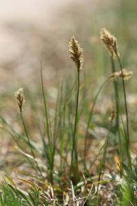 <i>Carex colchica</i>