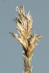 <i>Carex colchica</i>
