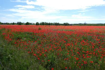 <i>Papaver rhoeas</i>