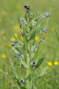 <i>Cynoglossum officinale</i>