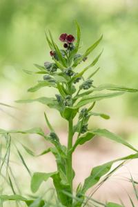 <i>Cynoglossum officinale</i>