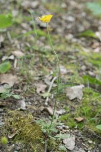 <i>Ranunculus paludosus</i>