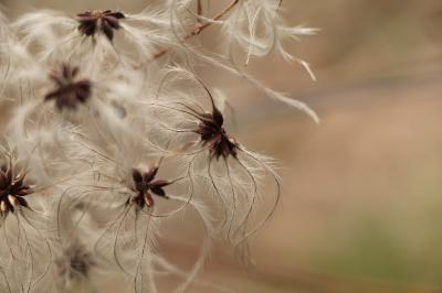 <i>Clematis vitalba</i>