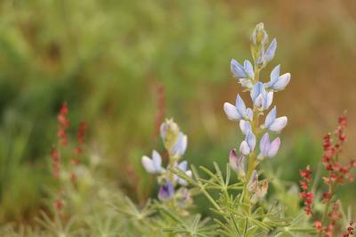 <i>Lupinus angustifolius</i>