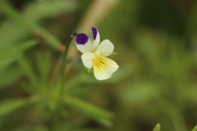 <i>Viola arvensis</i>