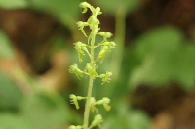 <i>Neottia ovata</i>