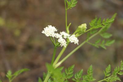 <i>Oenanthe aquatica</i>