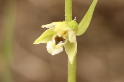 <i>Epipactis helleborine</i>