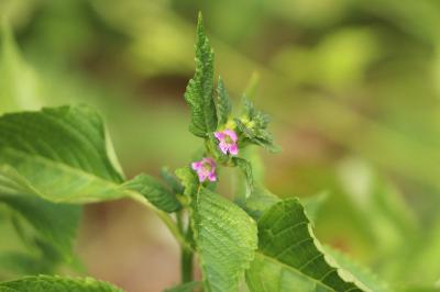 <i>Galeopsis tetrahit</i>