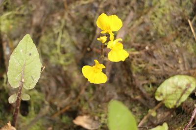 <i>Utricularia neglecta</i>