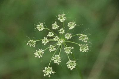 <i>Peucedanum gallicum</i>