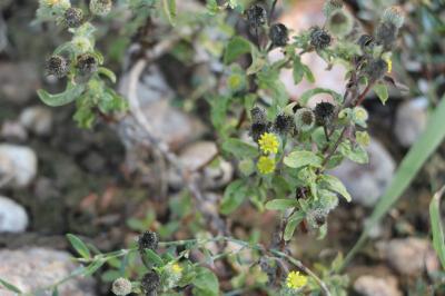 <i>Pulicaria vulgaris</i>