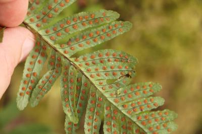 <i>Polypodium vulgare</i>