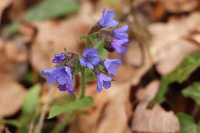 <i>Pulmonaria longifolia</i>