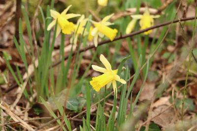 <i>Narcissus pseudonarcissus</i>