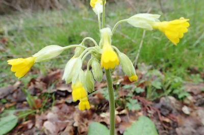 Primulaceae