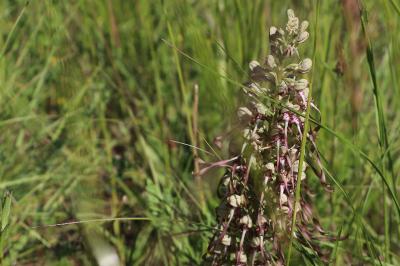 <i>Himantoglossum hircinum</i>