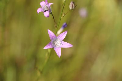 <i>Campanula rapunculus</i>