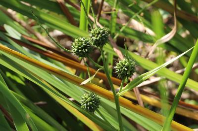 <i>Sparganium erectum</i>