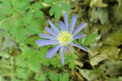 <i>Anemone blanda</i>