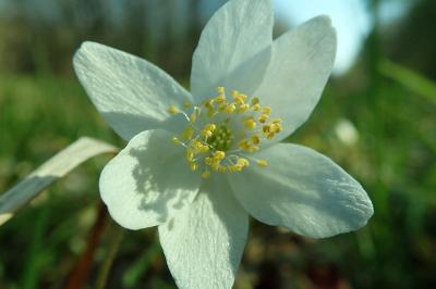 <i>Anemone nemorosa</i>
