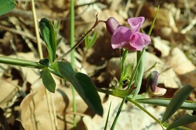 <i>Lathyrus linifolius</i>