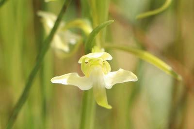 <i>Platanthera chlorantha</i>