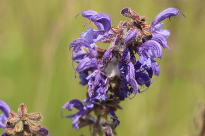 <i>Salvia pratensis</i>