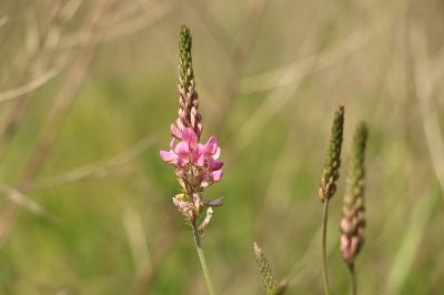 <i>Onobrychis viciifolia</i>