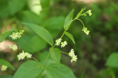 <i>Vincetoxicum hirundinaria</i>