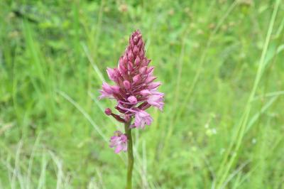 <i>Anacamptis pyramidalis</i>