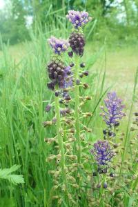 <i>Muscari comosum</i>