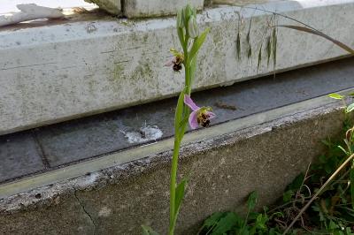 <i>Ophrys apifera</i>