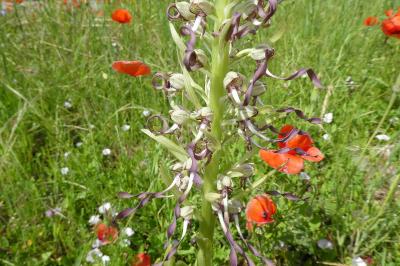 <i>Himantoglossum hircinum</i>