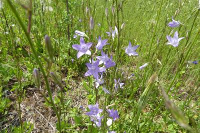 <i>Campanula rapunculus</i>