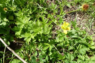 <i>Geum urbanum</i>
