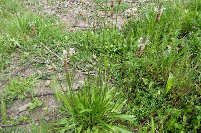 <i>Plantago lanceolata</i>