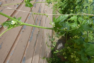 Cucurbitaceae