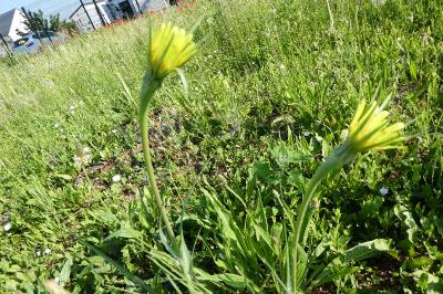 <i>Tragopogon dubius</i>