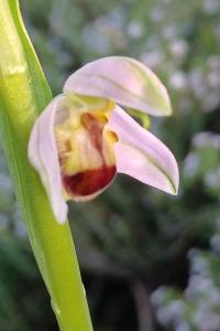 <i>Ophrys apifera</i>