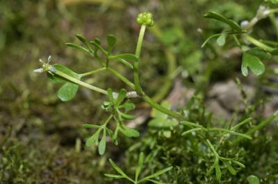 <i>Ranunculus tripartitus</i>