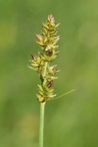 <i>Carex pairae</i>