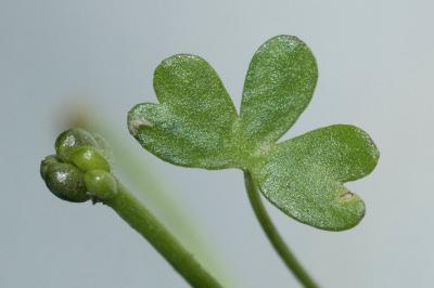 <i>Ranunculus tripartitus</i>