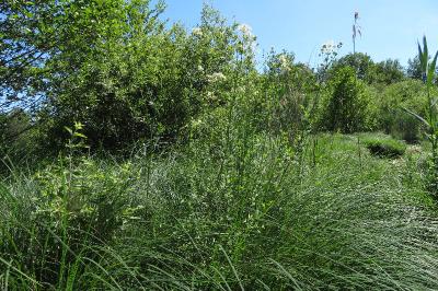 <i>Thalictrum flavum</i>