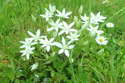 <i>Ornithogalum umbellatum</i>
