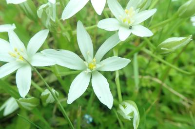 <i>Ornithogalum umbellatum</i>
