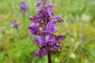 <i>Anacamptis morio</i>