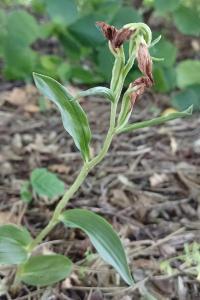 <i>Cephalanthera damasonium</i>